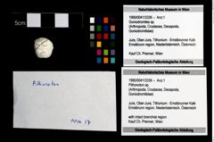 Foto (Objekt + Etikett) von Pithonoton sp.  (NHMW-GEO-1990-0041-3336)
